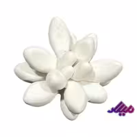 قالب سیلیکونی کاکتوس چند پر کد 2 قطر 5 سانت ارتفاع 3 سانت