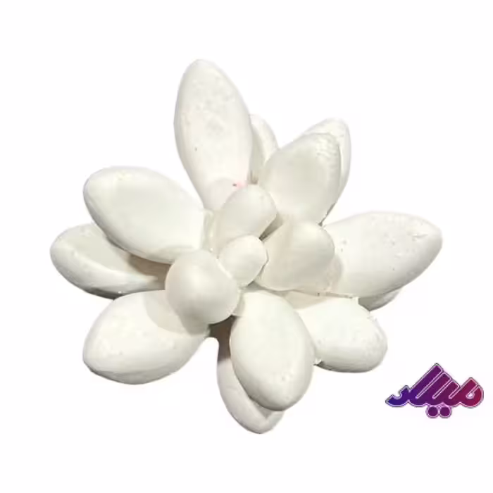 قالب سیلیکونی کاکتوس چند پر کد 2 قطر 5 سانت ارتفاع 3 سانت