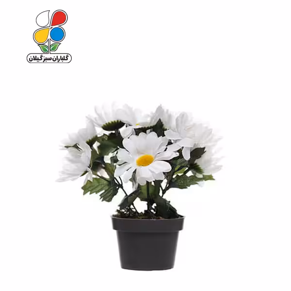 بذر گل مارگریت بسته بندی کوچک