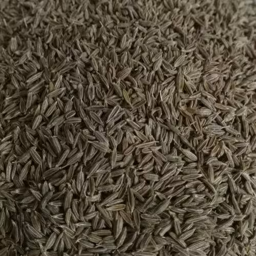 زیره سبز ممتاز کیفیت عالی