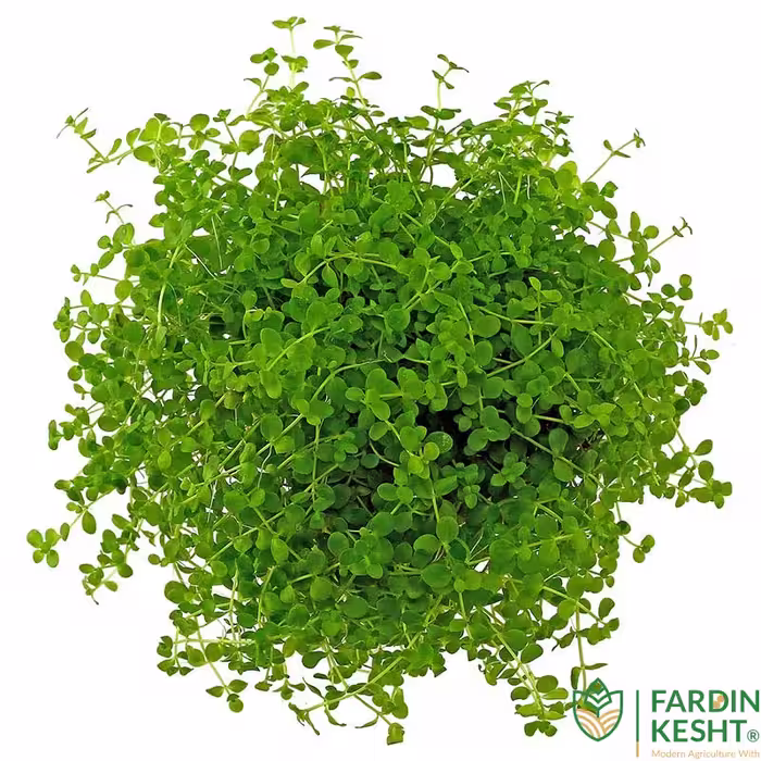 بذر گیاه آبزی مونت کارلو هلندی بسته 100 عددی