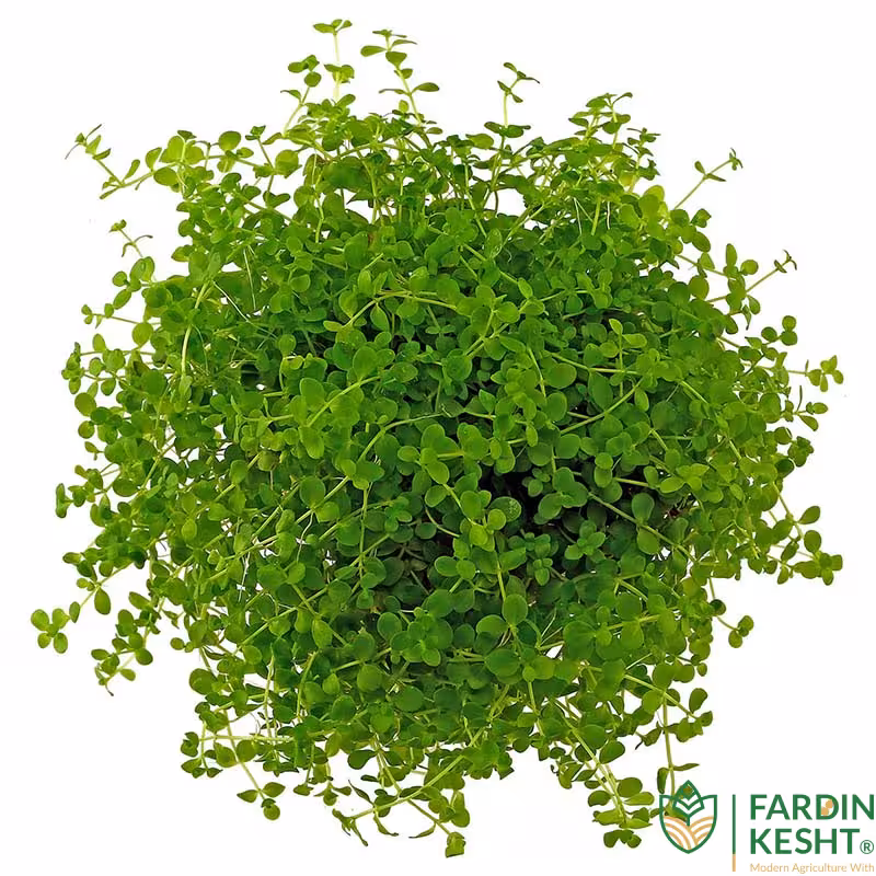 بذر گیاه آبزی مونت کارلو هلندی بسته 100 عددی
