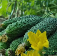 بذر خیار خاردار بامداد هیبرید فوق پربار بسته 5 عددی