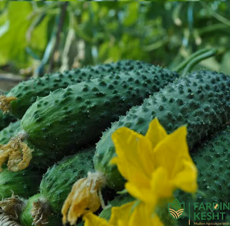 بذر خیار خاردار بامداد هیبرید فوق پربار بسته 5 عددی