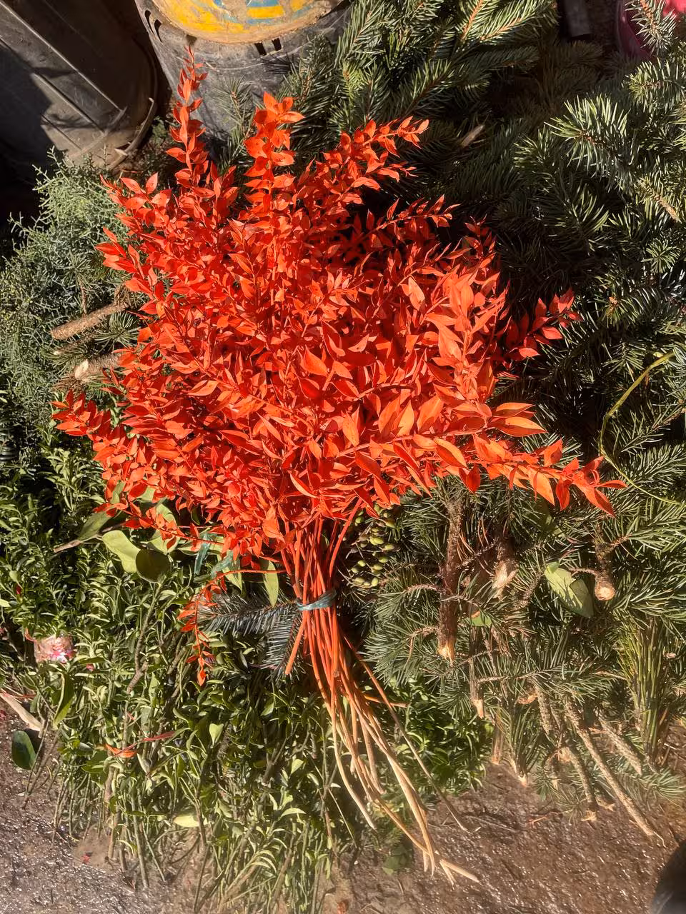 گل خشک جزه(نارنجی)