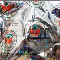 چای چکش سبز  اصلی شرکت اکبر برادر با ضمانت مرجوع   به هر دلیلی حتی پس از استفاده از چای، (بصورت فله )