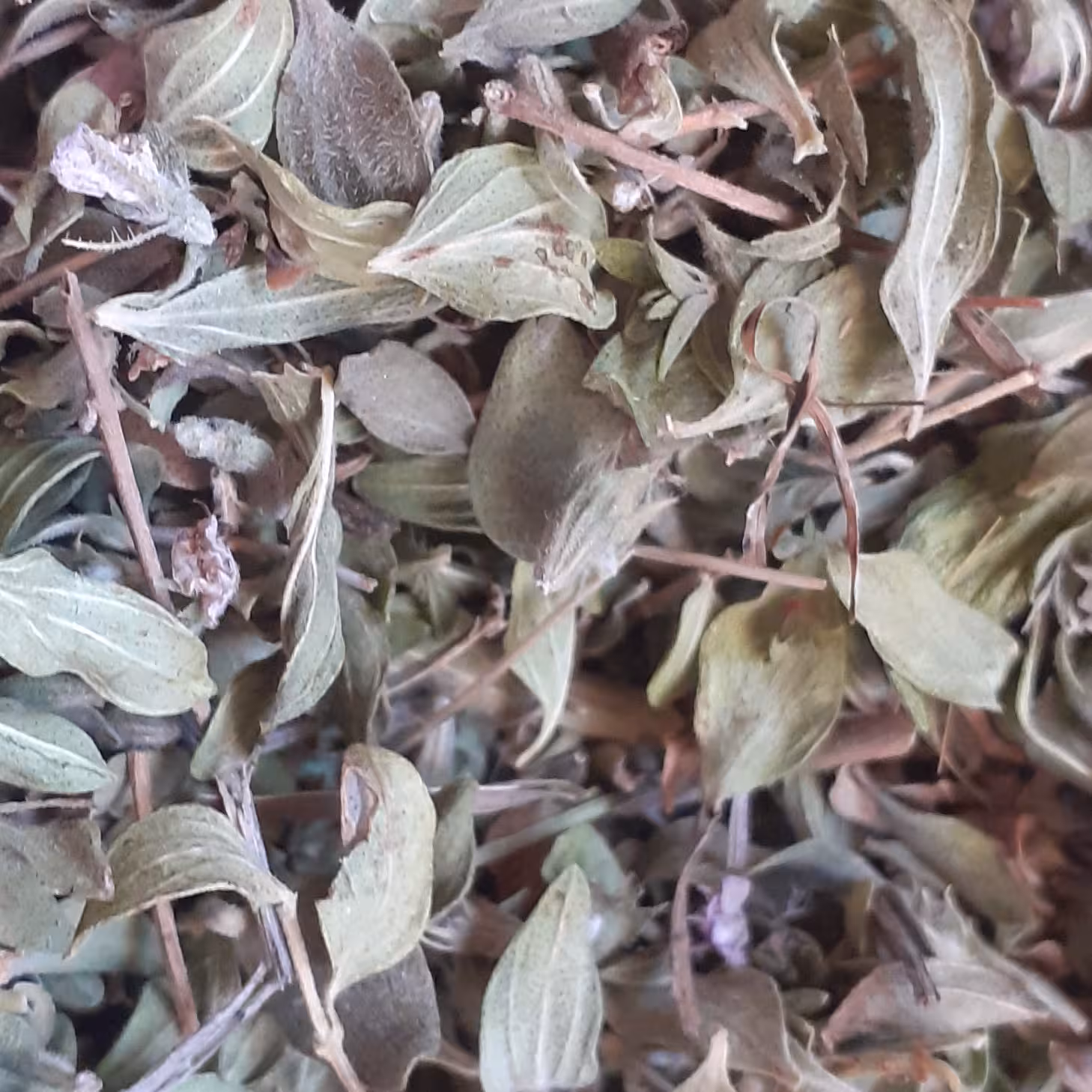 آویشن کوهی کردستان