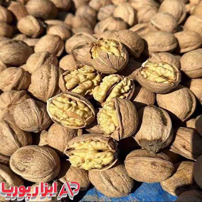 بذر گردو اصلاح شده