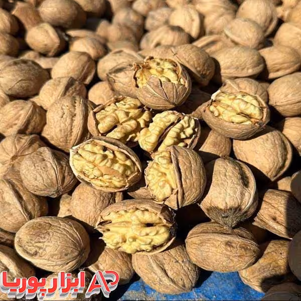بذر گردو اصلاح شده