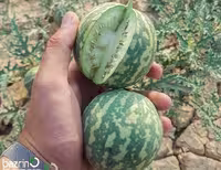 بذر گیاه هندوانه ابوجهل