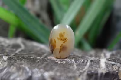 عقیق شجر برزیل