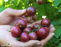 بذر گوجه چری خرمایی درختی