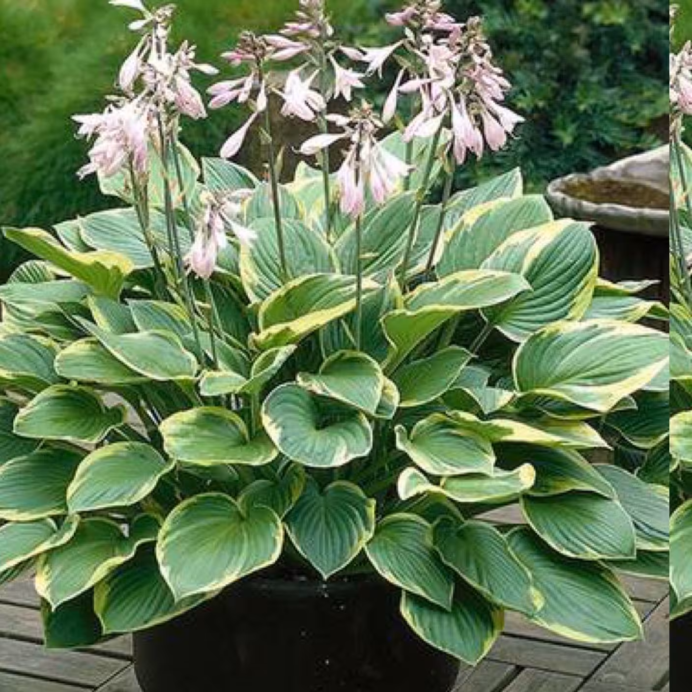 بوته گل هوستا 