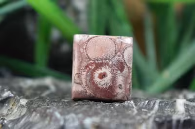 جاسپر گل افتابگردان(جاسپر چشم پرنده)