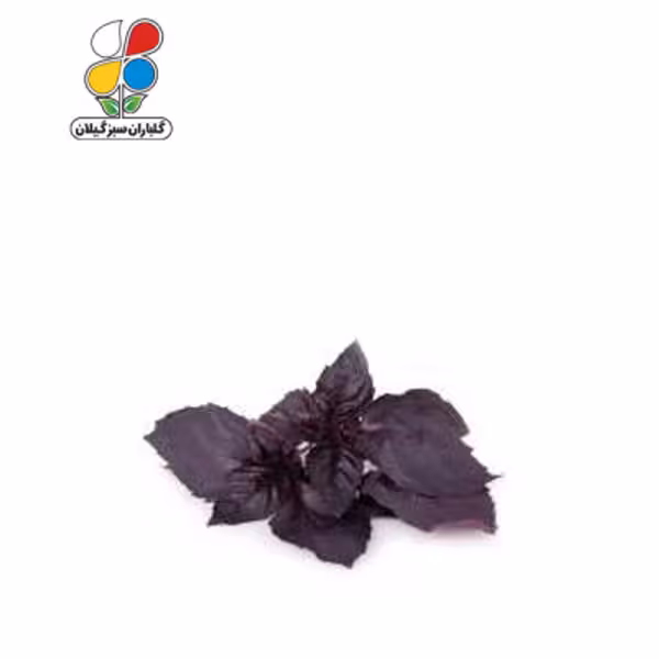 بذر ریحان بنفش بسته بندی کوچک