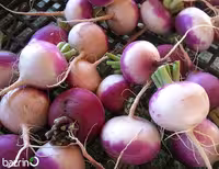 بذر شلغم دو رنگ