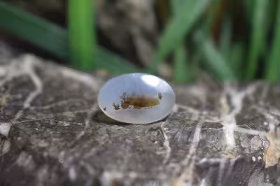 عقیق شجر برزیل