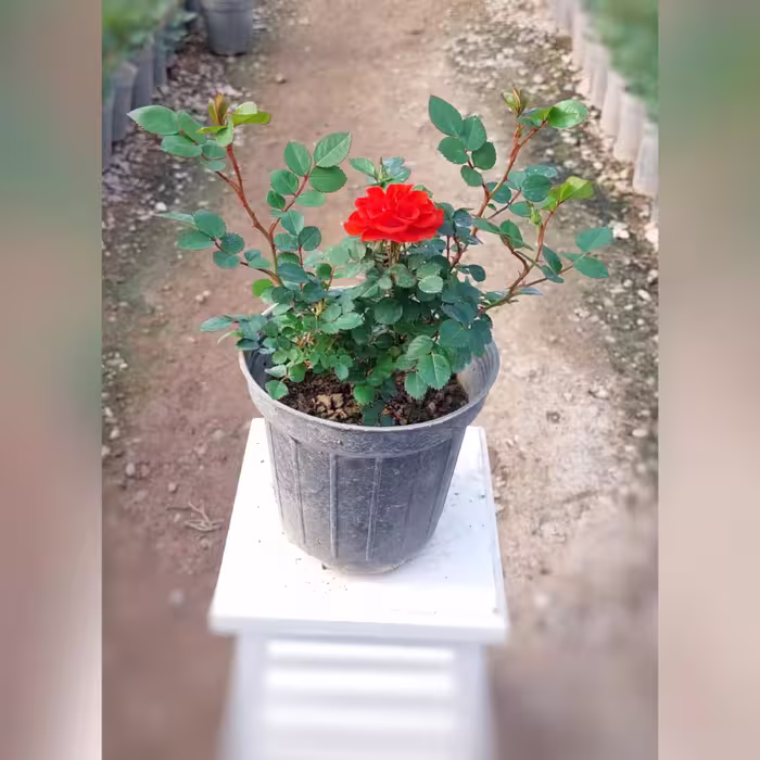 گل رز ساناز هلندی نارنجی