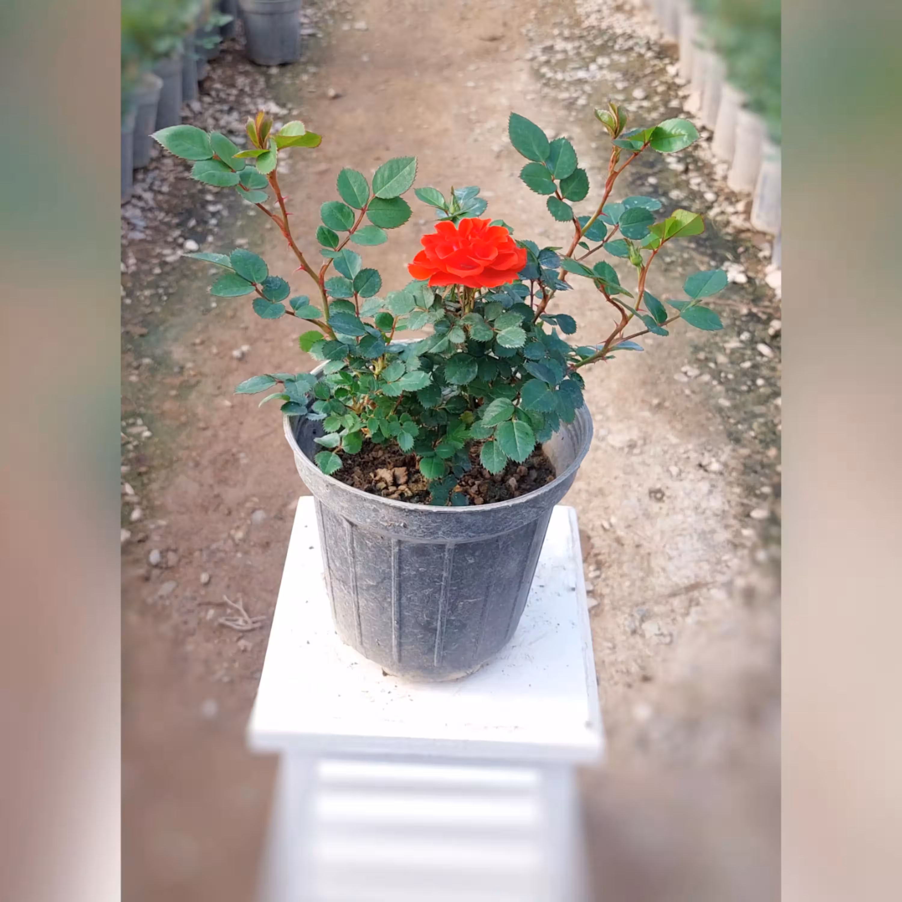 گل رز ساناز هلندی نارنجی