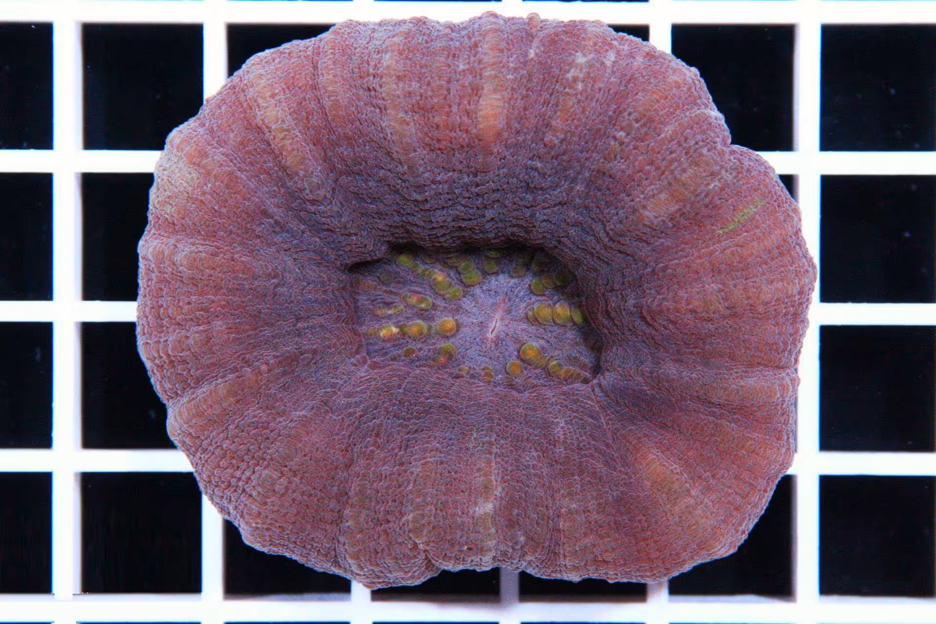 مرجان دونات استرالیا بنفش