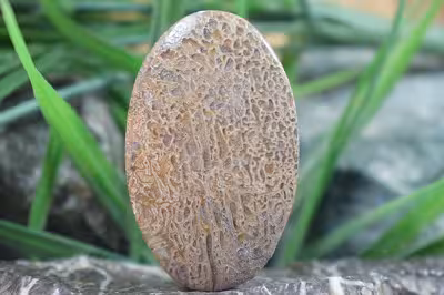 فسیل استخوان دایناسور