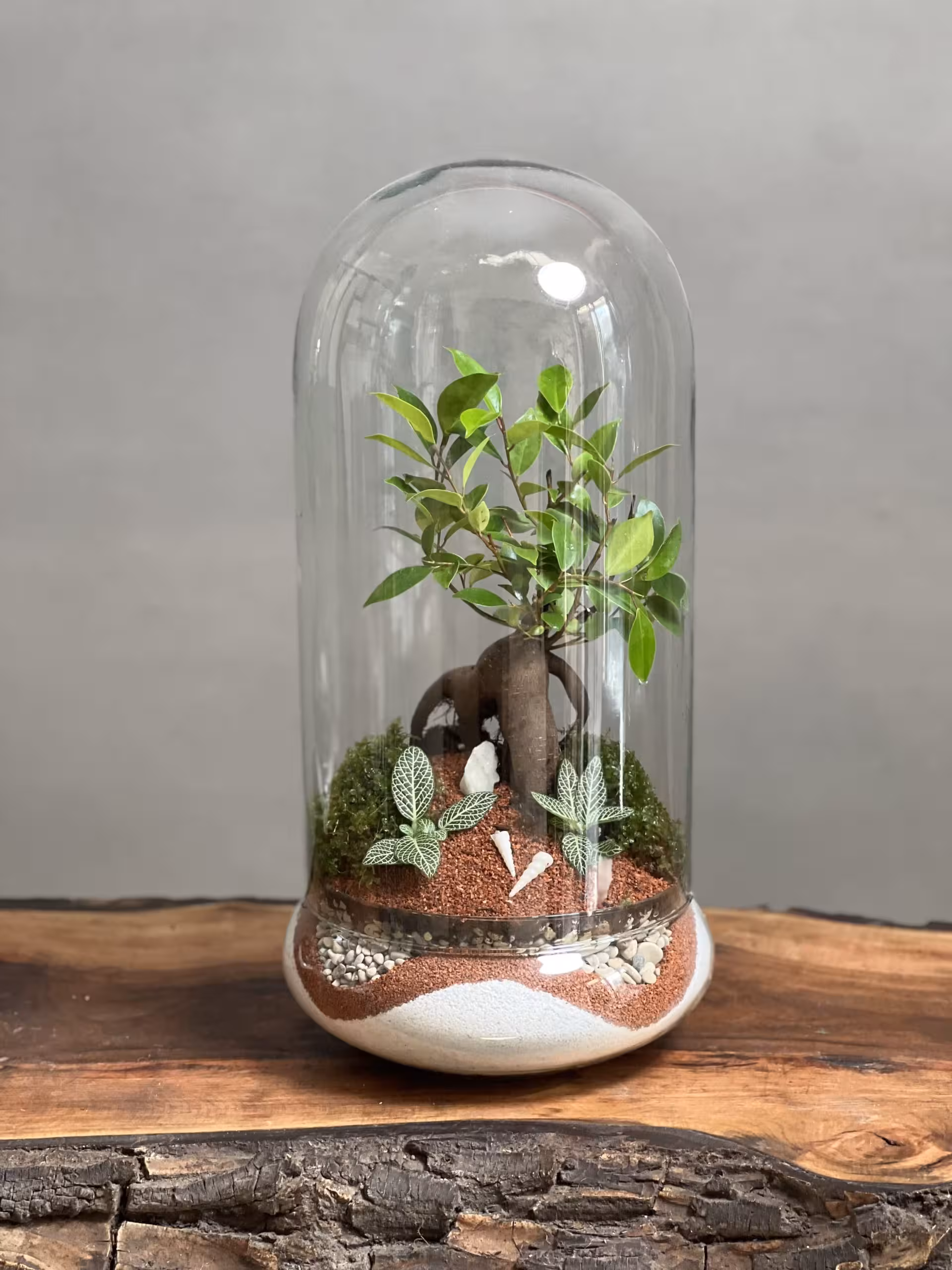 قیمت و خرید تراریوم بنسای فیکوس طرح موج دریا