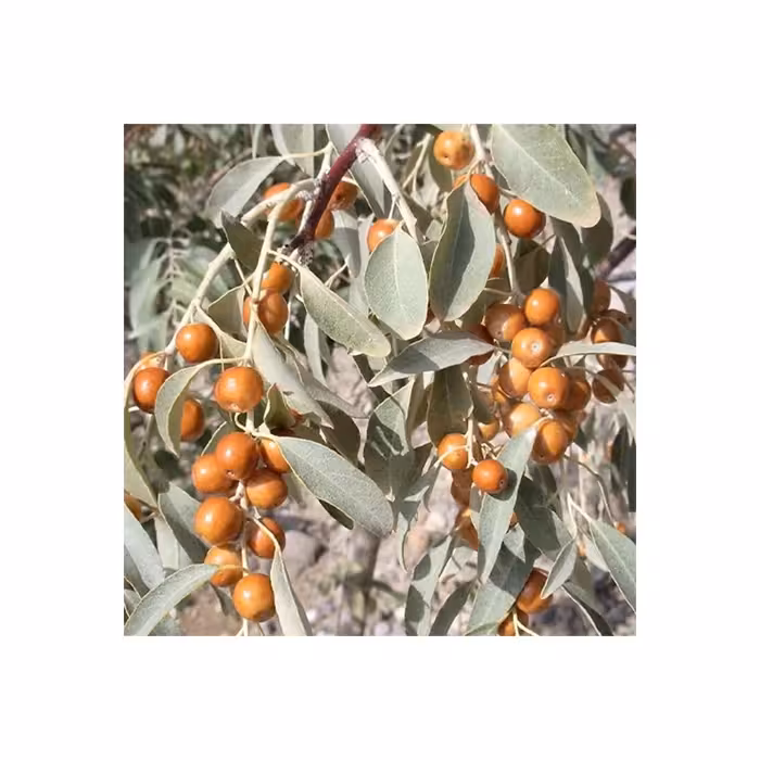 نهال درخت سنجد