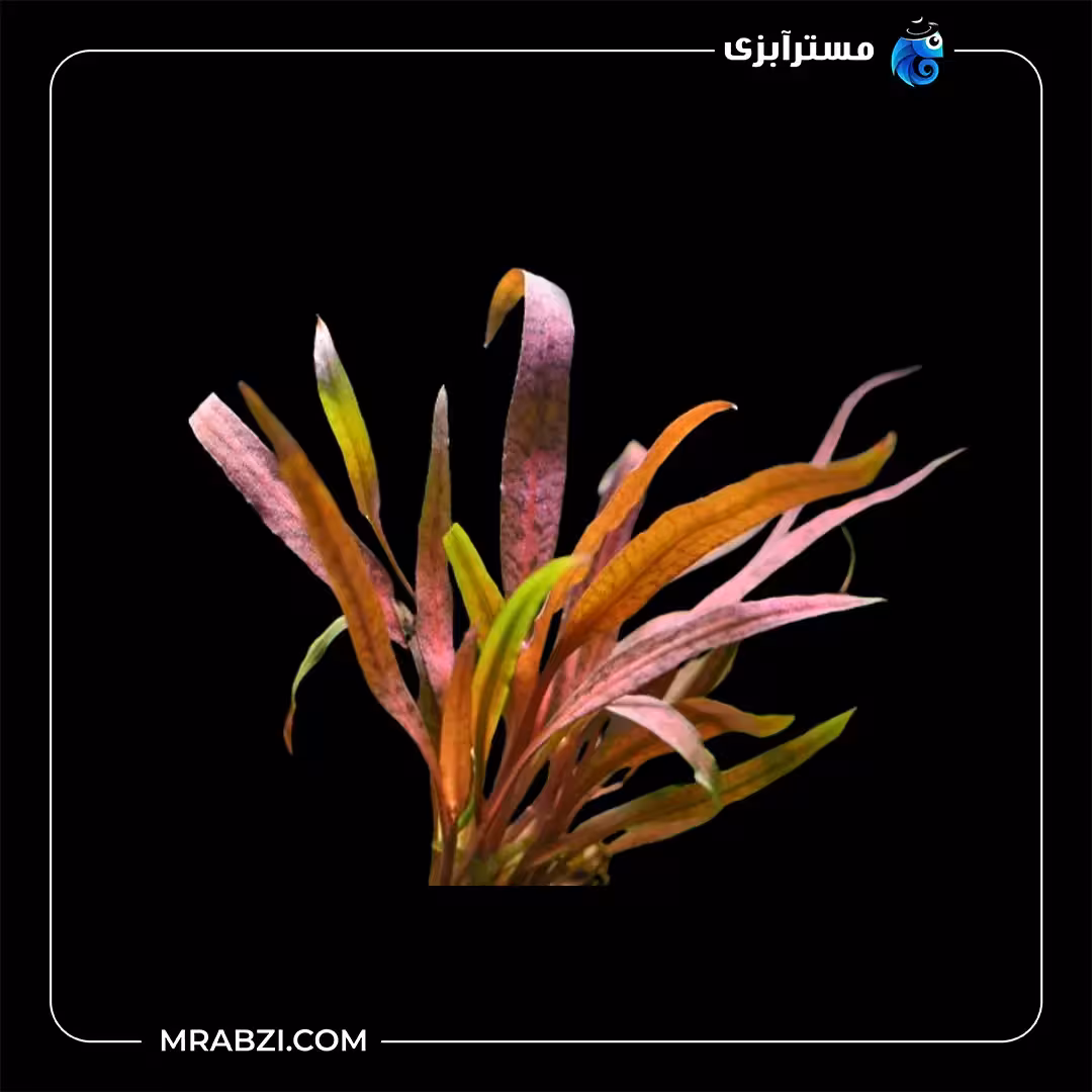 کریپتون آلبیدا قرمز