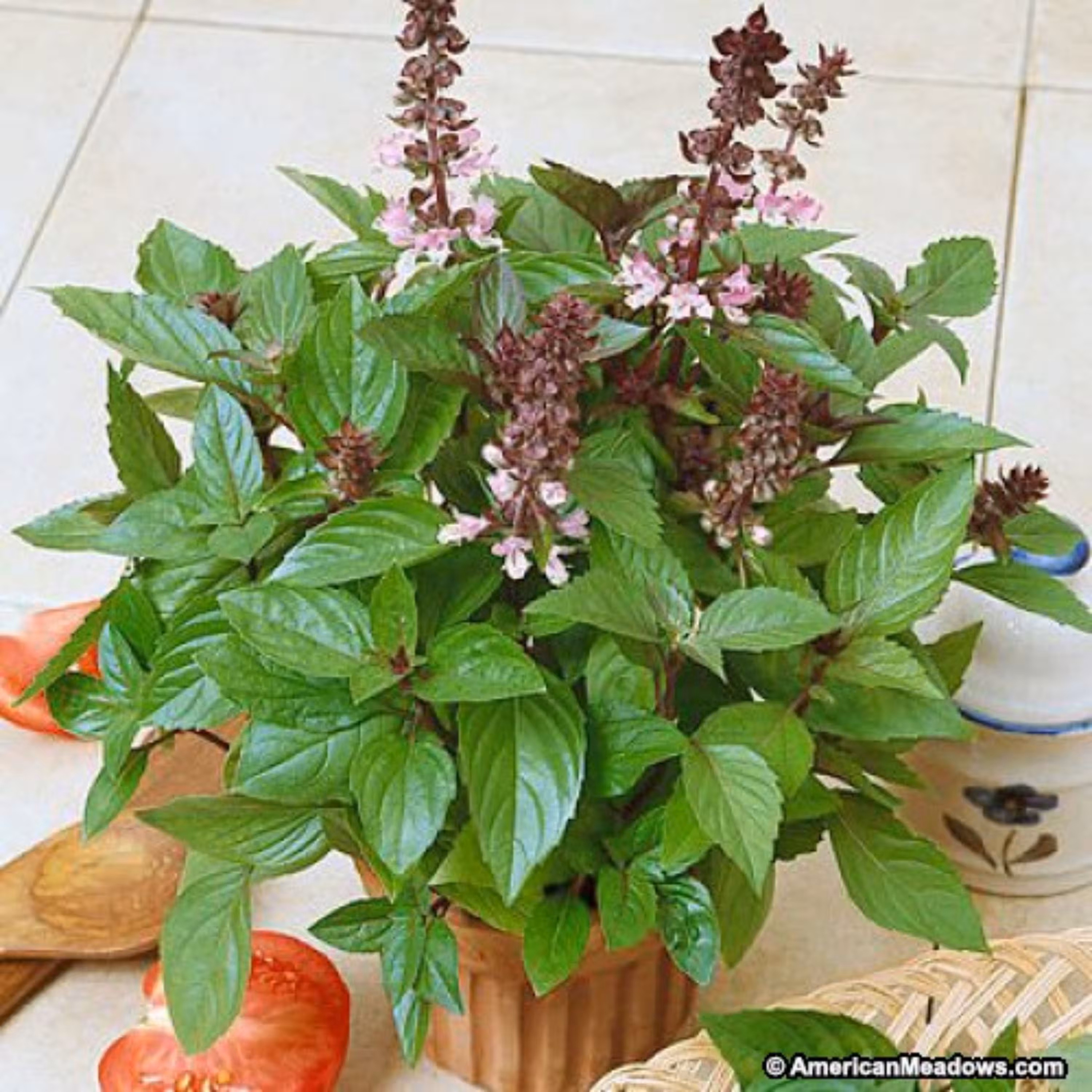 بذر ریحان دارچین بسته 50 عددی