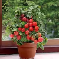 بذر گوجه فرنگی چری قرمز  پاکوتاه (گوجه‌فرنگی گلدانی)