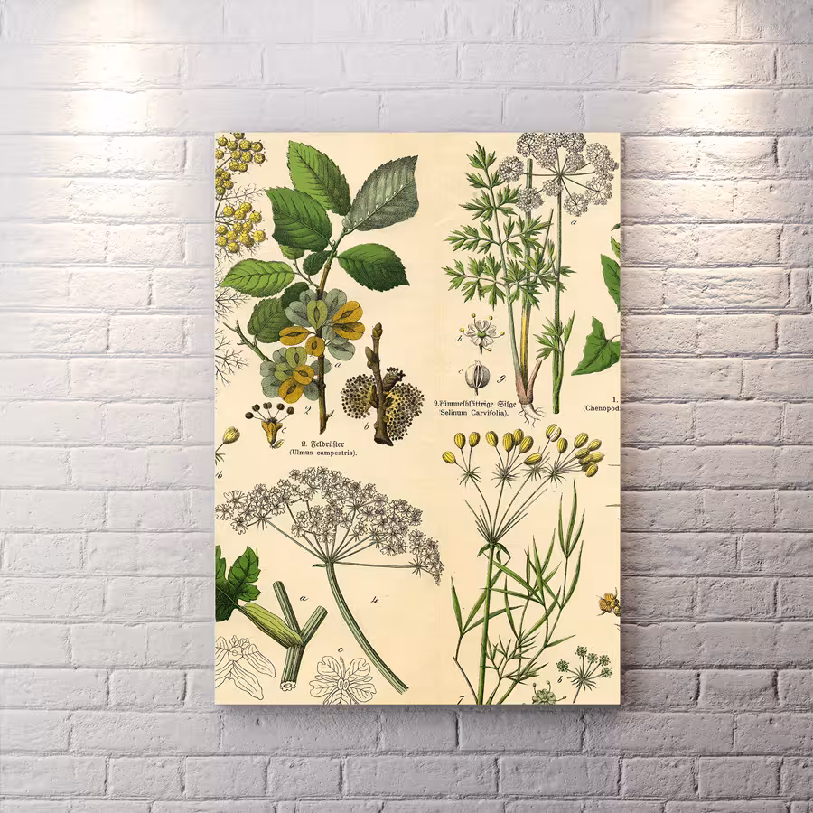 تخته شاسی دکوراتیو برای طب سنتی و گیاهان دارویی BAs-8685