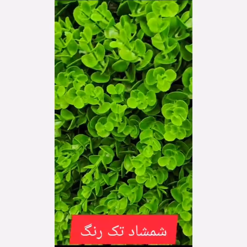 گرین وال شمشاد تک رنگ ابعاد 50در50 cm (دیوار سبز/گرینوال)(پس کرایه)