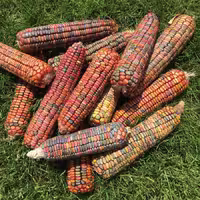 بذر ذرت دندان زمین (Earth Tones Corn Den)