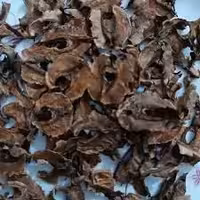 پرک وسط گردو (100گرم )