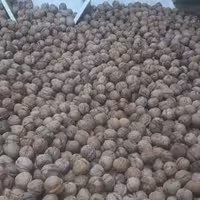 گردو (درجه 1)