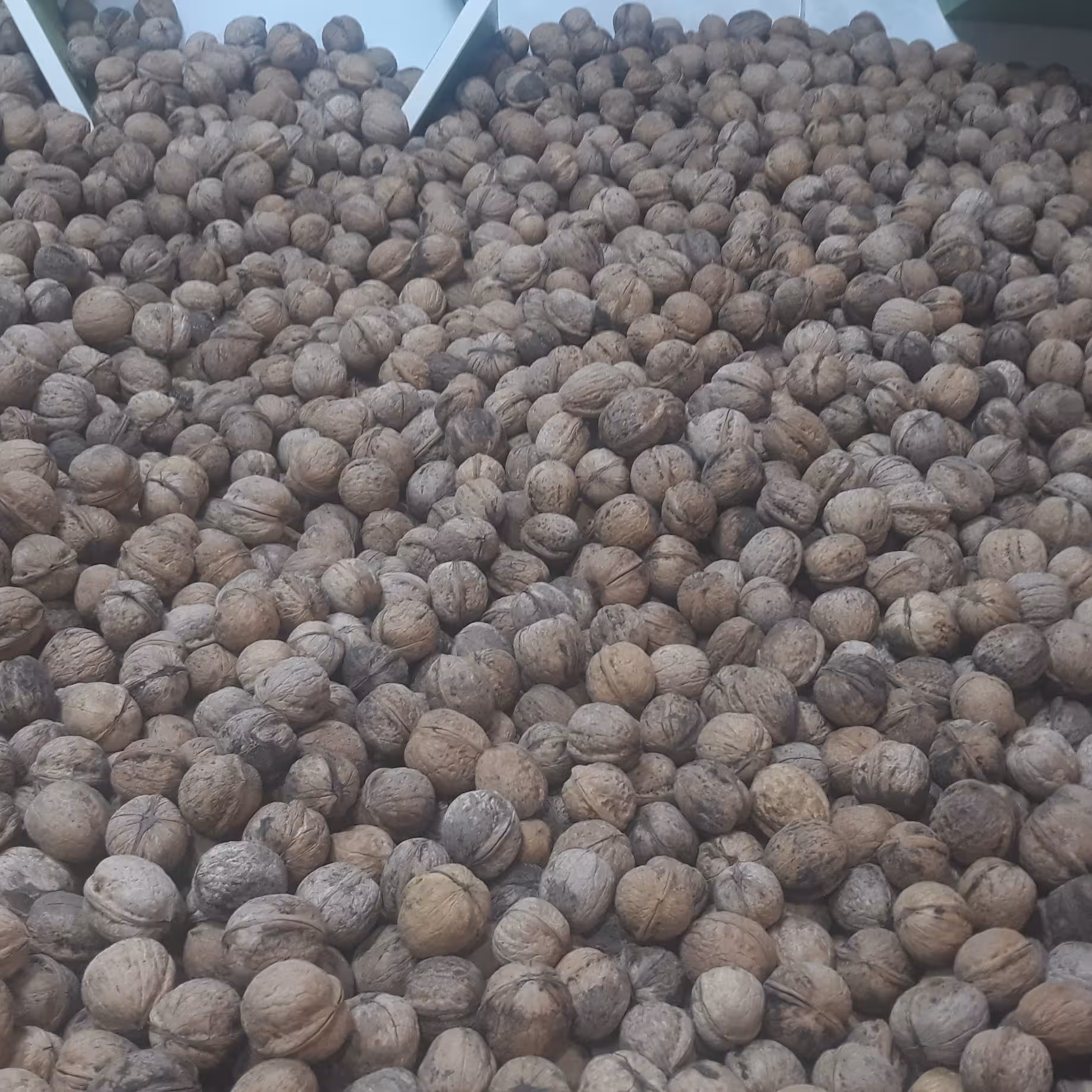 گردو (درجه 1)