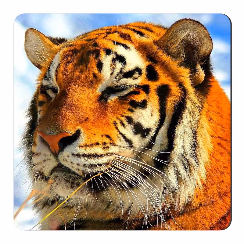 مگنت طرح ببر کد NIM2566