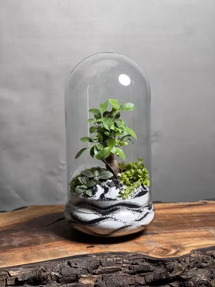 خرید تراریوم بنسای فیکوس طرح وایت گری ارسال فوری به تهران و سراسر ایران