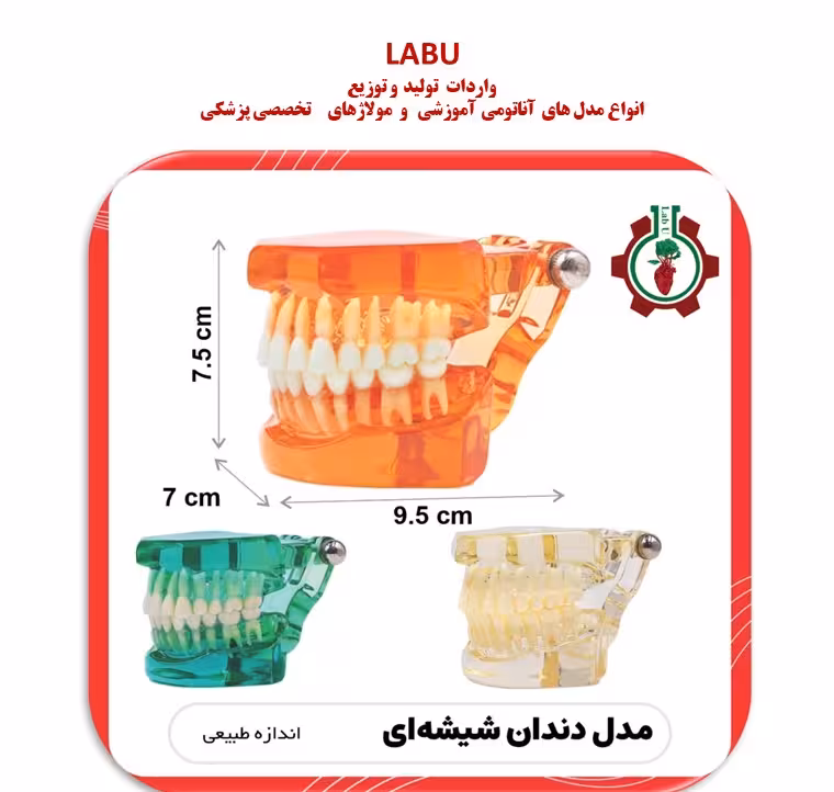 مدل دندان شیشه ای اندازه طبیعی