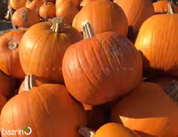 بذر کدو هالووین