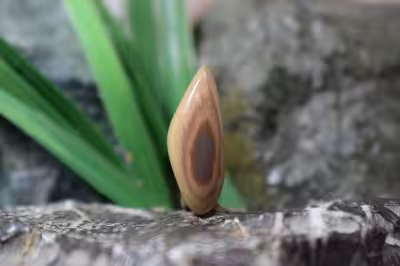 امپریال جاسپر