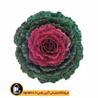بذر کلم زینتی Song Bird تاکی