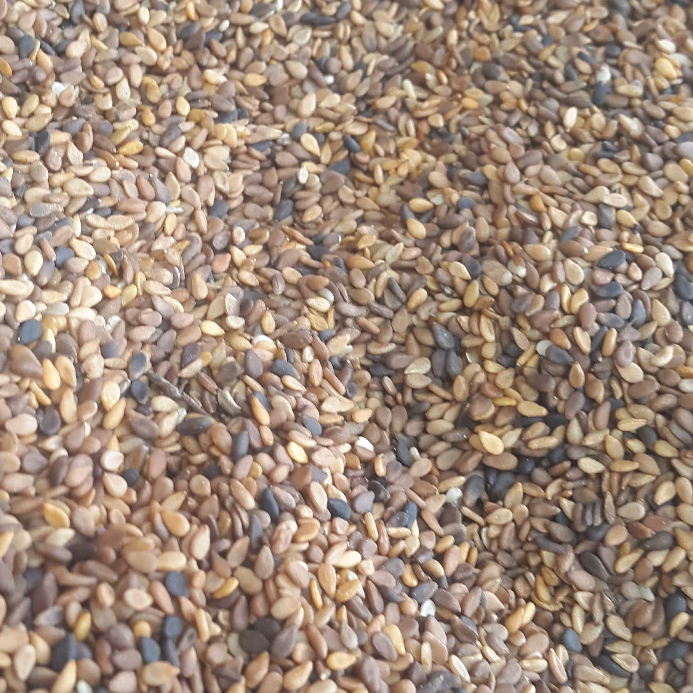 کنجد با پوست (یک کیلویی)