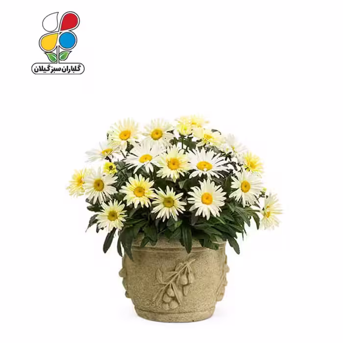 بذر گل مینا بسته سه عددی