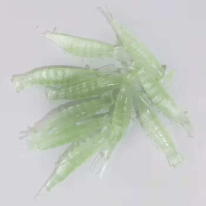 طعمه ماهیگیری طرح میگو کد 601 بسته 30 عددی