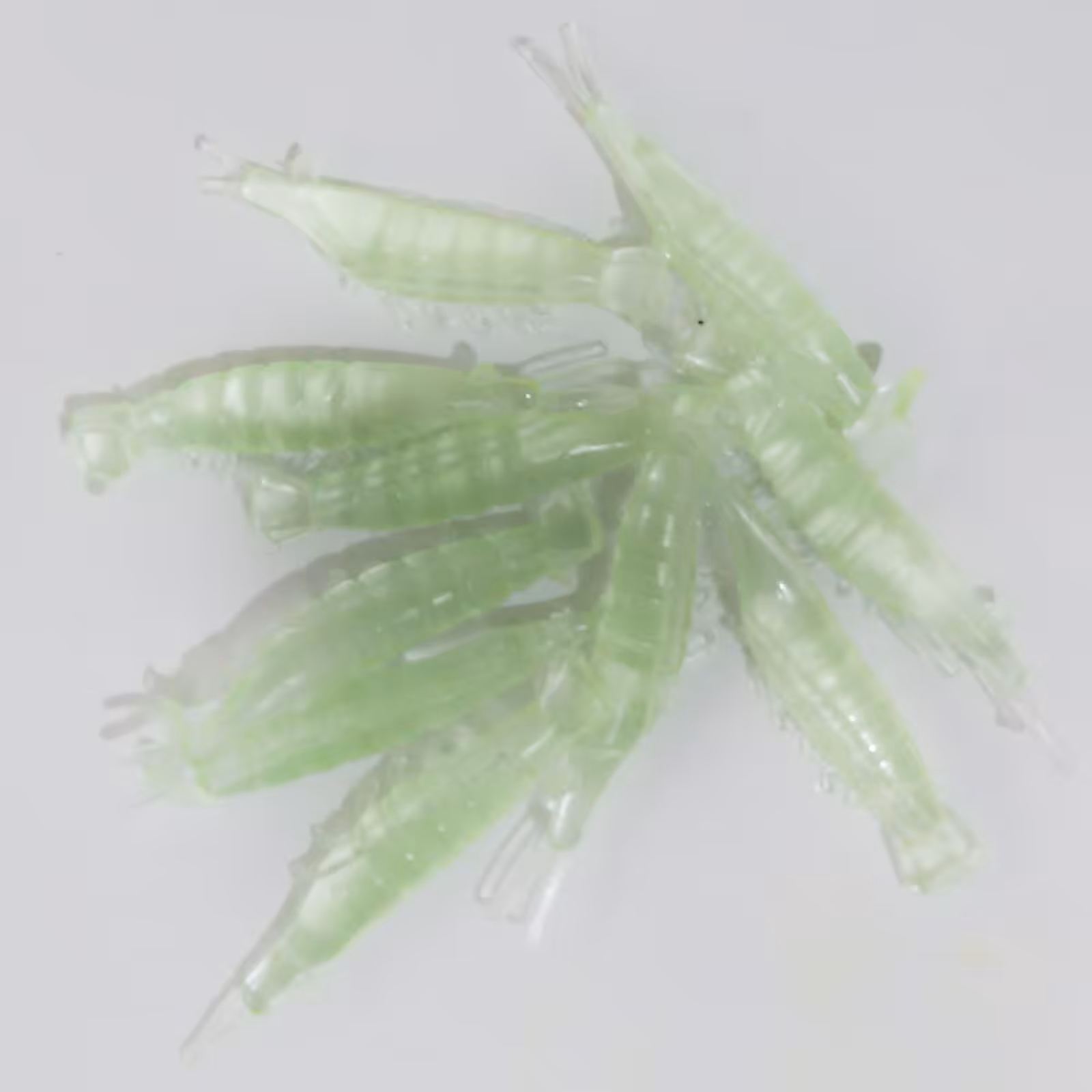 طعمه ماهیگیری طرح میگو کد 601 بسته 30 عددی