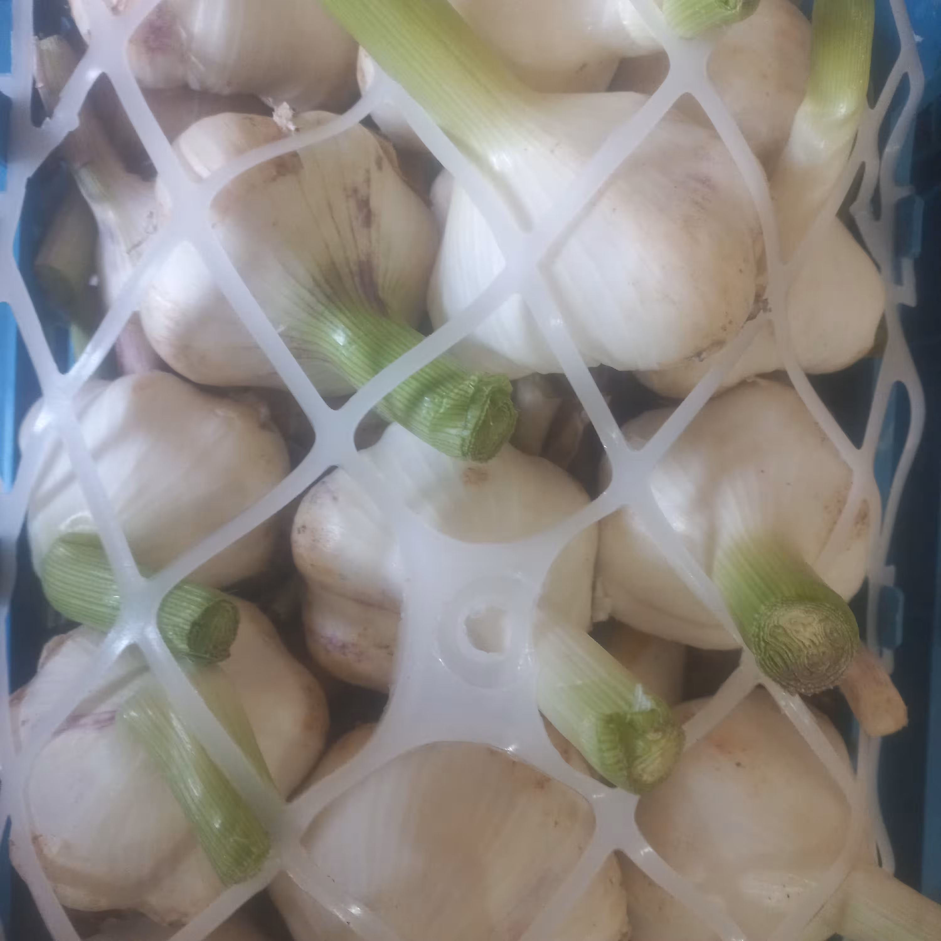 سیرسفیدارگانیک  درجه یک همدان(5کیلویی)