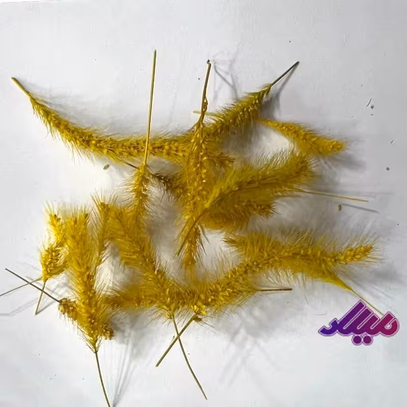 گل خشک دم موشی زرد G68