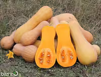 بذر کدو حلوایی نارنجی