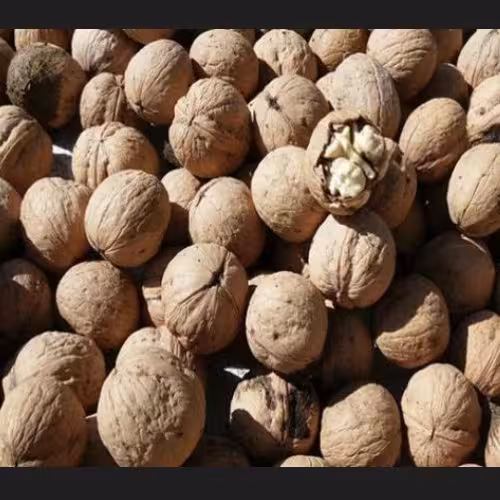 گردو ایرانی اعلا(چرب ومغز دار)